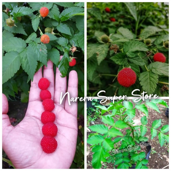 Bibit Tanaman Arben Rasberry Wild Rapsberry Hutan Arbei Merah Rasberi